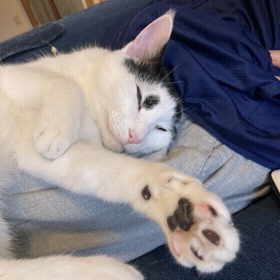 MIX黒白の福くん