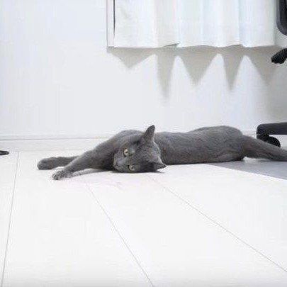 猫　ハムちゃん