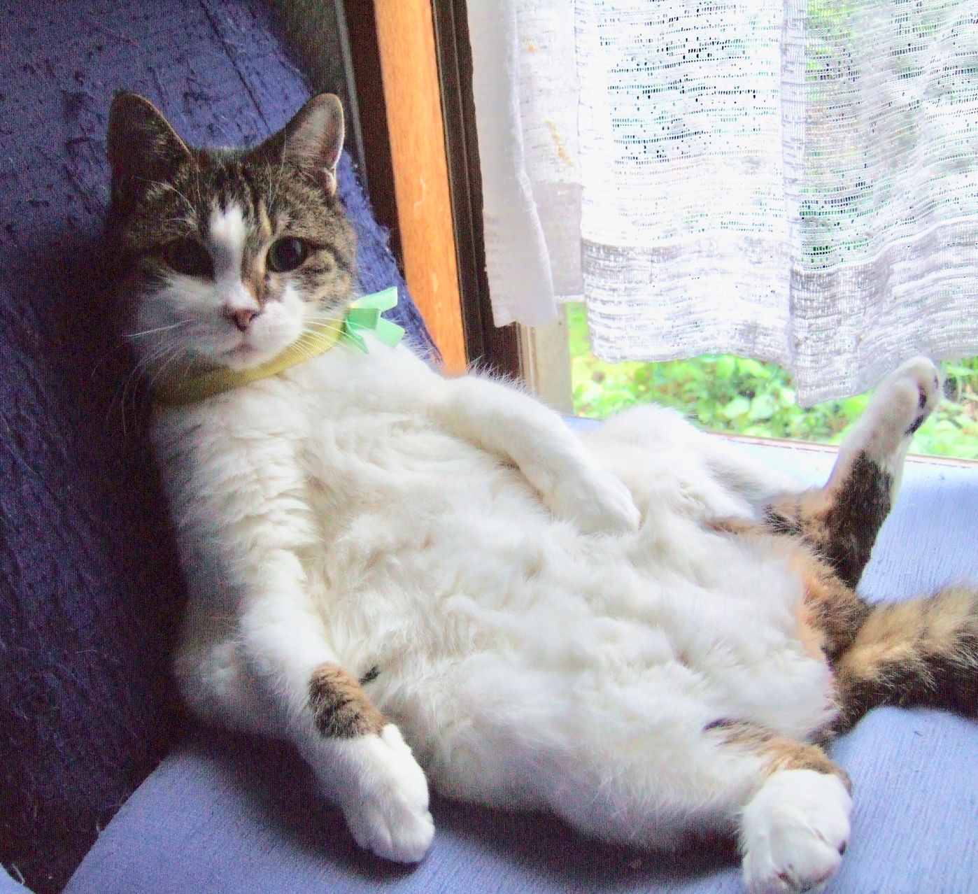 漢字で書くと 熊猫 猫とパンダは似ているのか 飼い主さんが語る パンダ猫 集合 ねこのきもちweb Magazine 漢字で書くと 熊猫 猫とパンダは似ているのか 飼い主さんが語る パンダ猫 集合 ねこのきもちweb Magazine