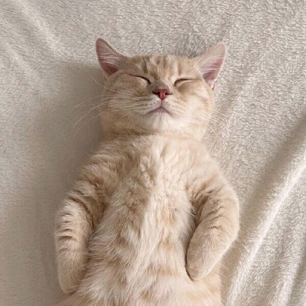 仰向けで眠るころもくん