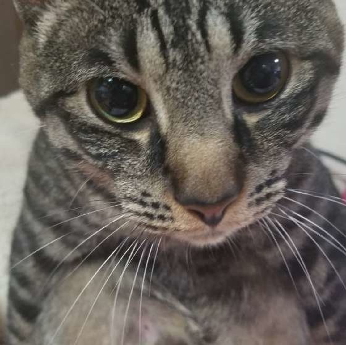 獣医師監修 愛猫の目の様子で気持ちを察知 ケース別に猫の気持ちを解説 ねこのきもちweb Magazine 獣医師監修 愛猫の目の様子で気持ちを察知 ケース別に猫の気持ちを解説 ねこのきもちweb Magazine