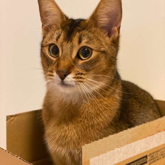 箱に入るアビシニアン