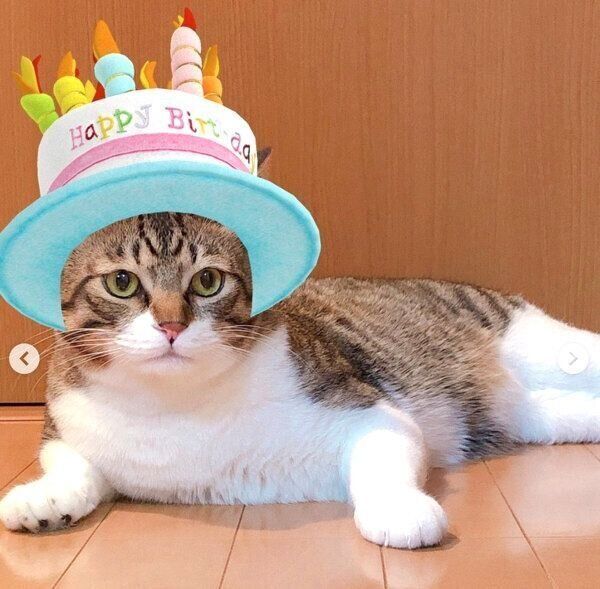 帽子を被るミントちゃん