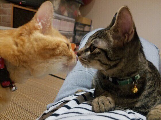 鼻チュー　MIXキジトラの銀次