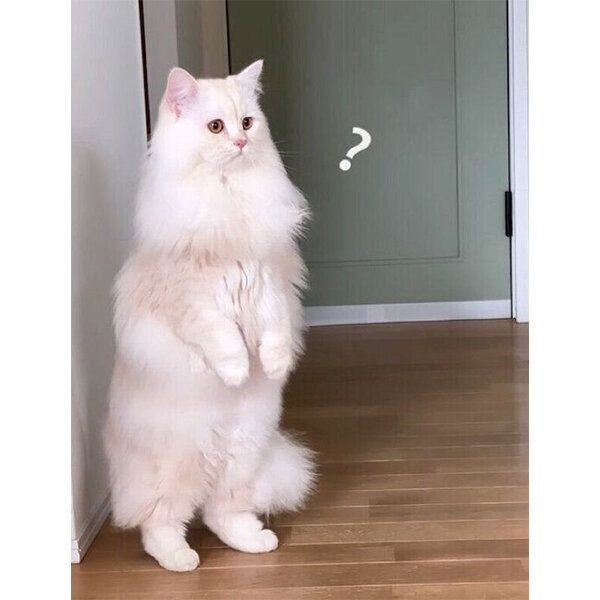 立ち上がるもなかくん