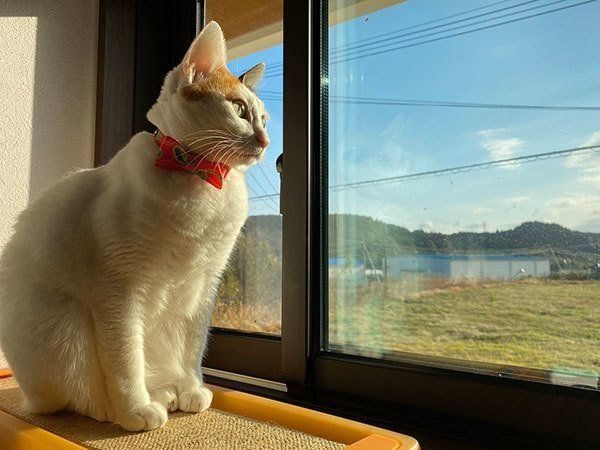 外を眺めるカンナちゃん