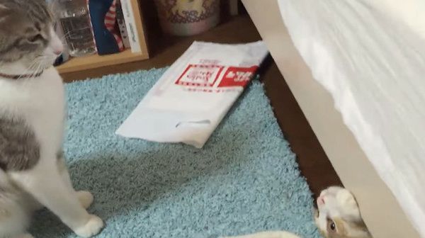 猫パンチをする猫