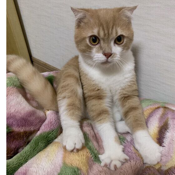 ミヌエットのうにくん