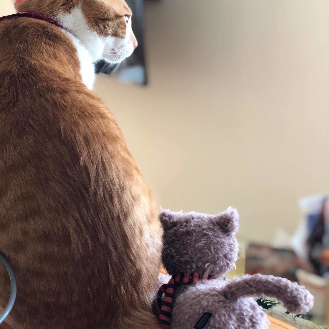 ぬいぐるみと猫の後ろ姿