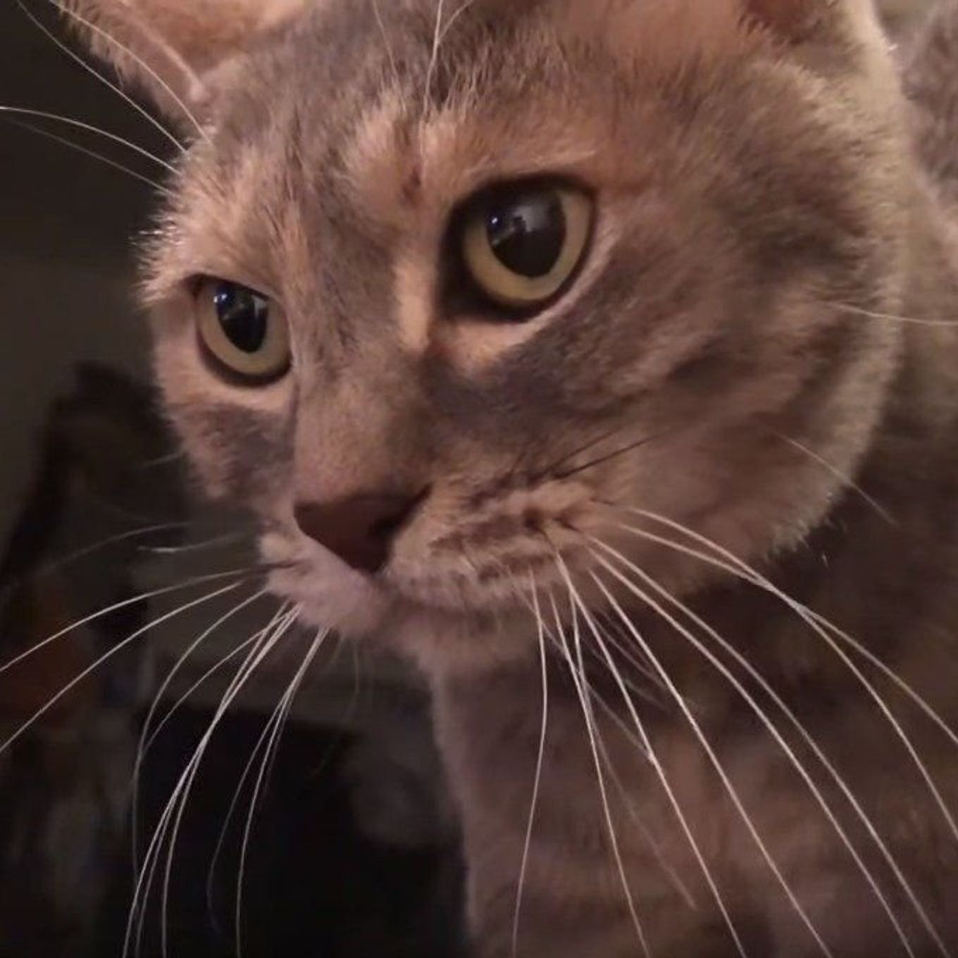 ふみふみ職人の夜は長い 毛布をふみふみする猫の真剣なまなざし ねこのきもちweb Magazine ふみふみ職人の夜は長い 毛布をふみふみする猫の真剣なまなざし ねこのきもちweb Magazine