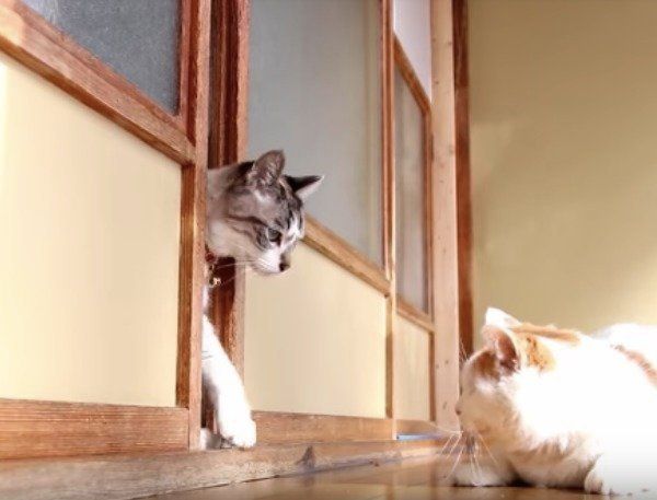 出たり入ったりニャンズ