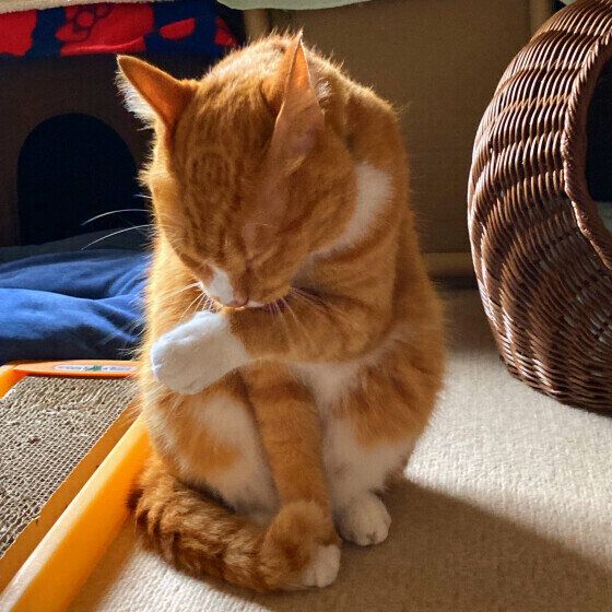 毛づくろい中のくりくん