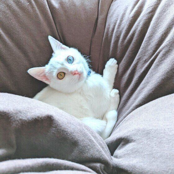 布団でまったりする猫