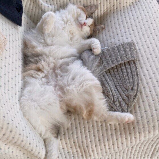 ノルウェージアンフォレストキャットのハイジちゃん