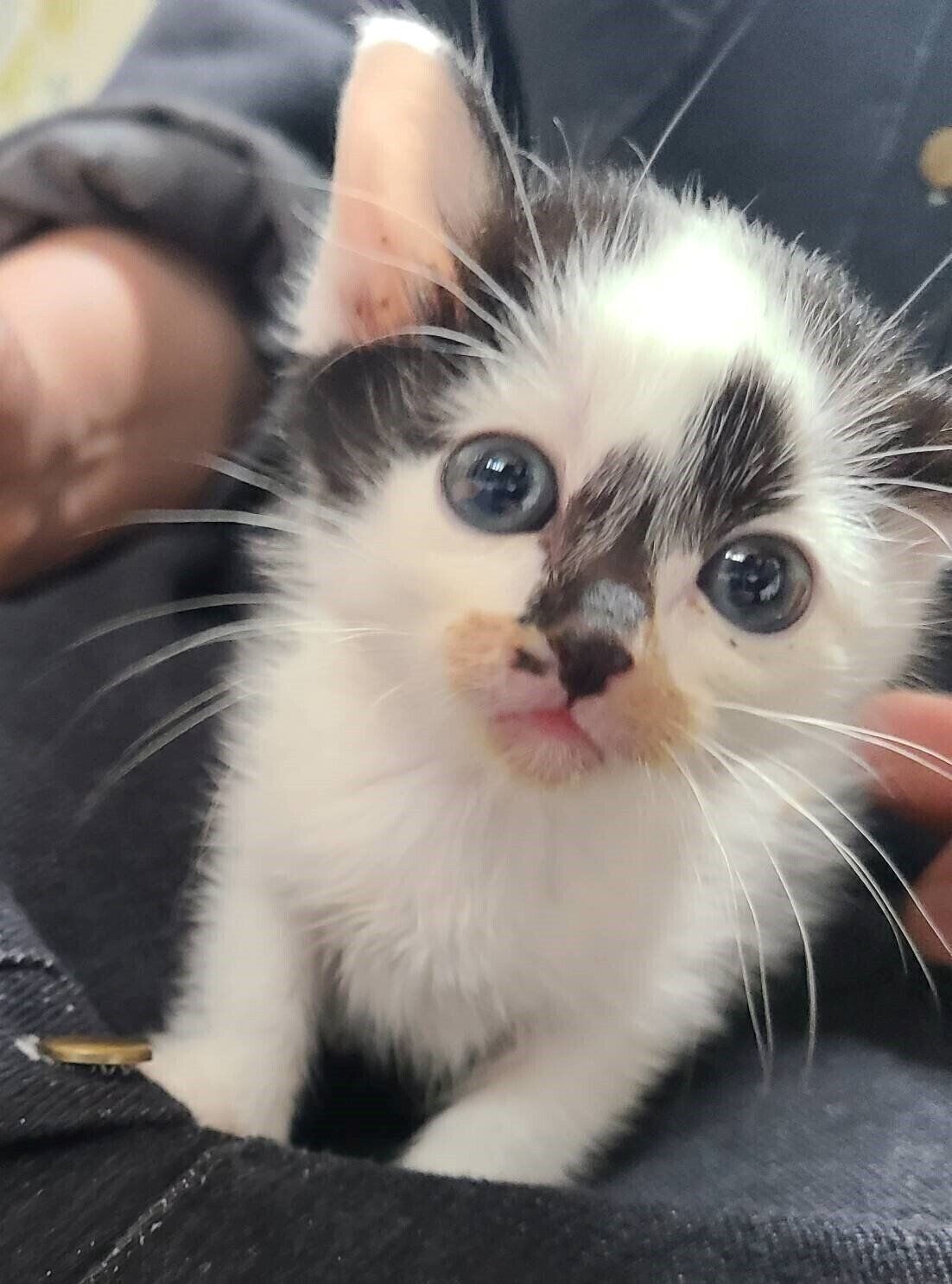 お迎え2日目の猫