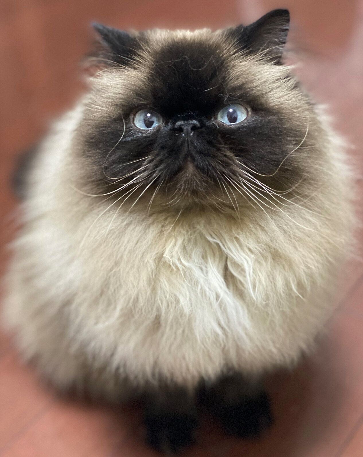 モフモフなむぎくん