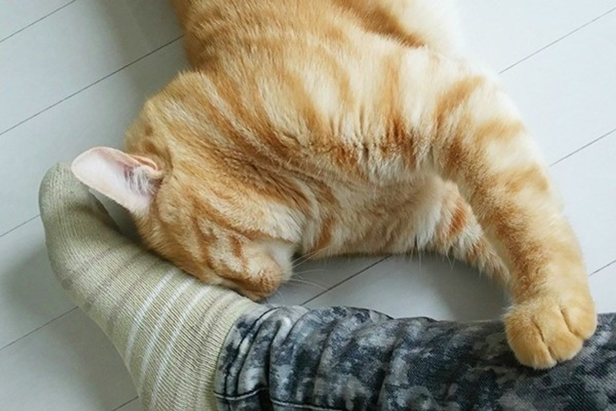 猫の スリスリ には3種類ある 目的と理由を解説 ねこのきもちweb Magazine 猫の スリスリ には3種類ある 目的と理由を解説 ねこのきもちweb Magazine