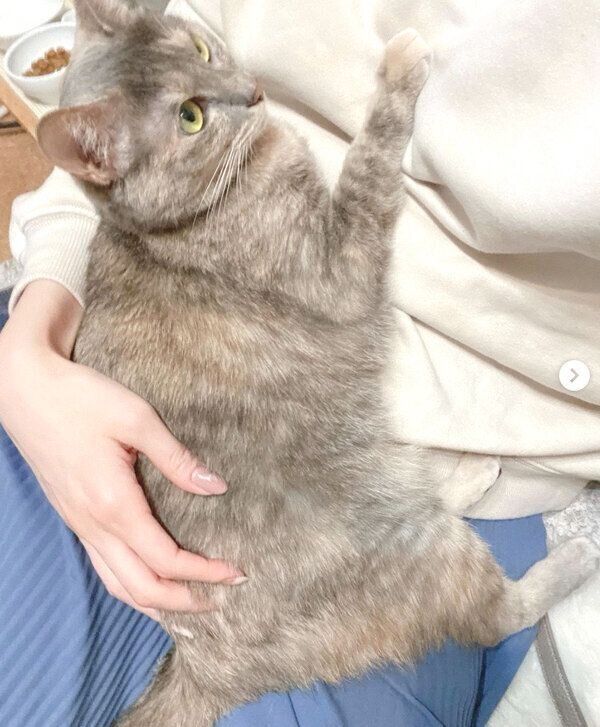 飼い主さんに甘えるくぅちゃん