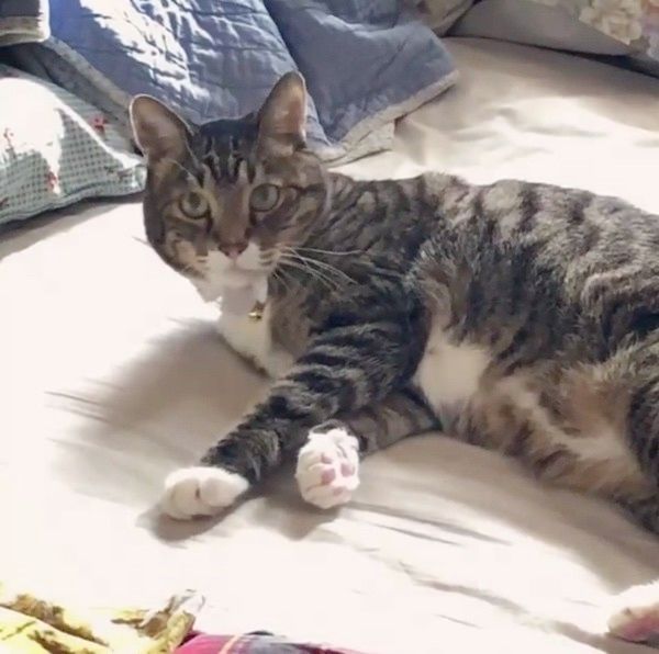 ベッドの上でまったりする猫