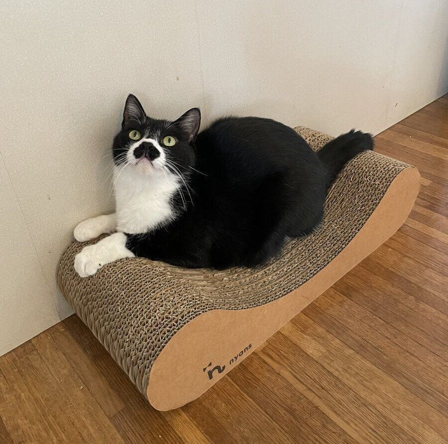 爪とぎ器にのるひげくん