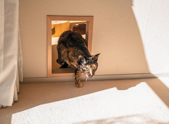 猫用トンネルをくぐる猫