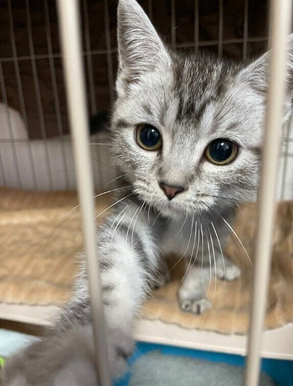 生後3カ月頃のスコティッシュフォールド