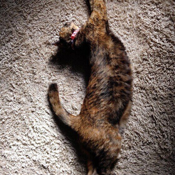 サビ猫の姫ちゃん