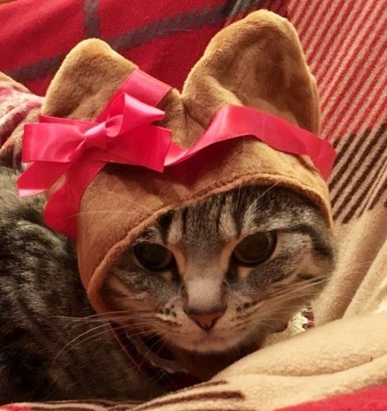 サバトラのチョビちゃん