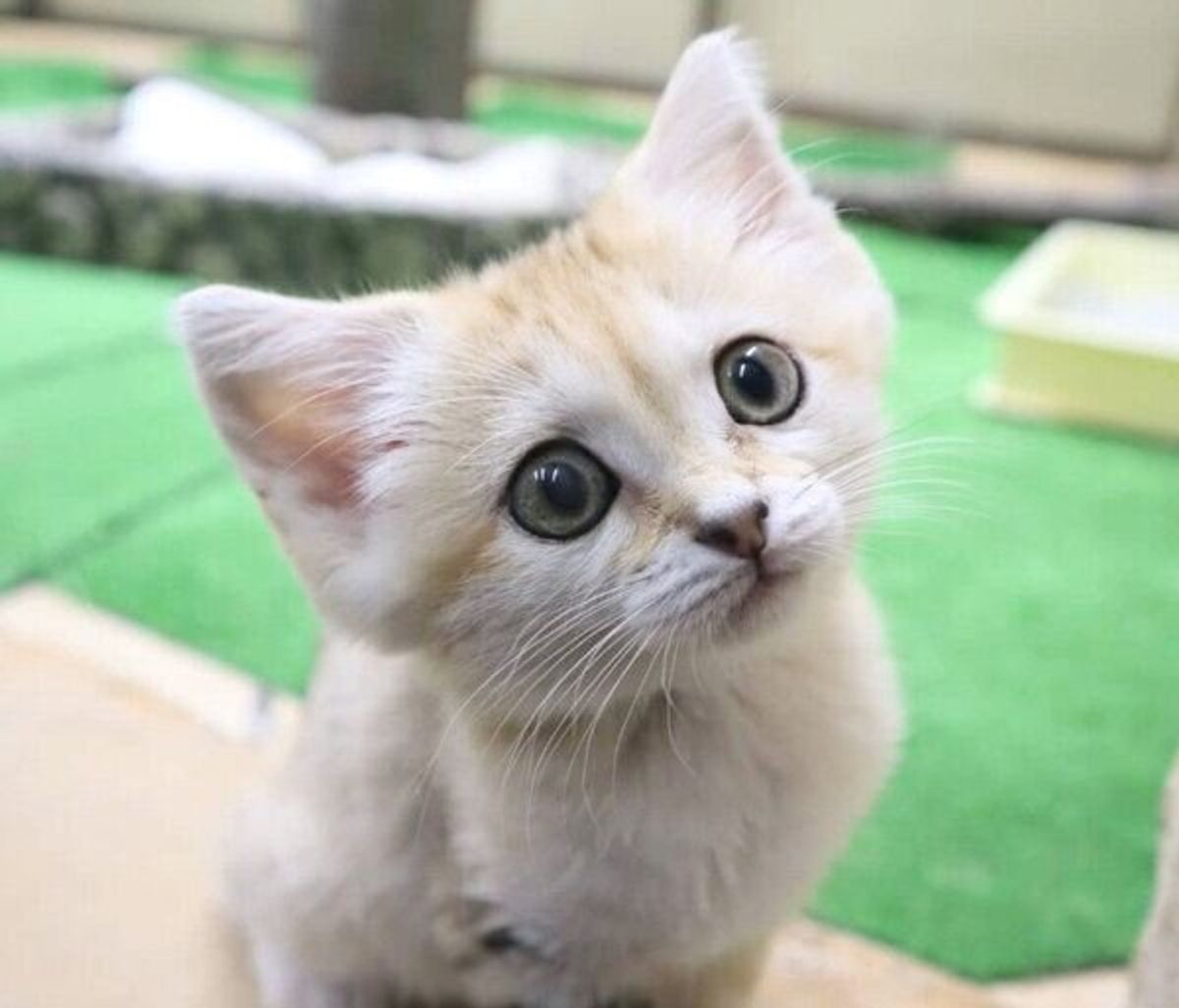 スナネコ の赤ちゃんの成長過程にグッとくる 誕生秘話や飼い猫との違いも聞いてみた ねこのきもちweb Magazine スナネコ の赤ちゃんの成長過程にグッとくる 誕生秘話や飼い猫との違いも聞いてみた ねこのきもちweb Magazine