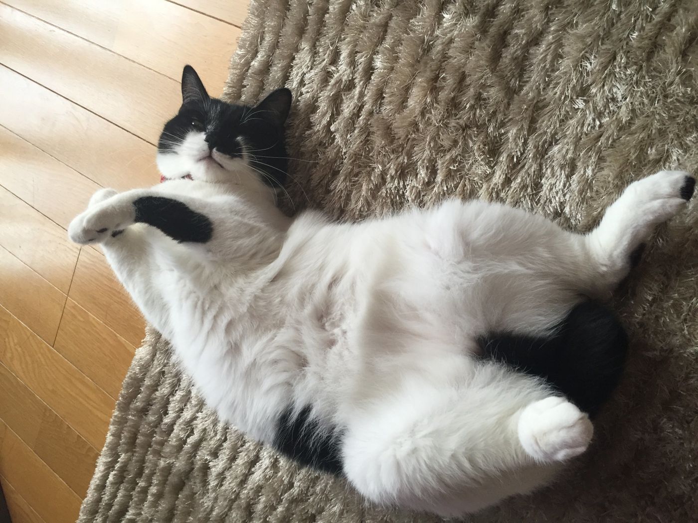 両方かわいい 意味が違う2つの へそ天 があった ねこのきもちweb Magazine 両方かわいい 意味が違う2つの へそ天 があった ねこのきもちweb Magazine