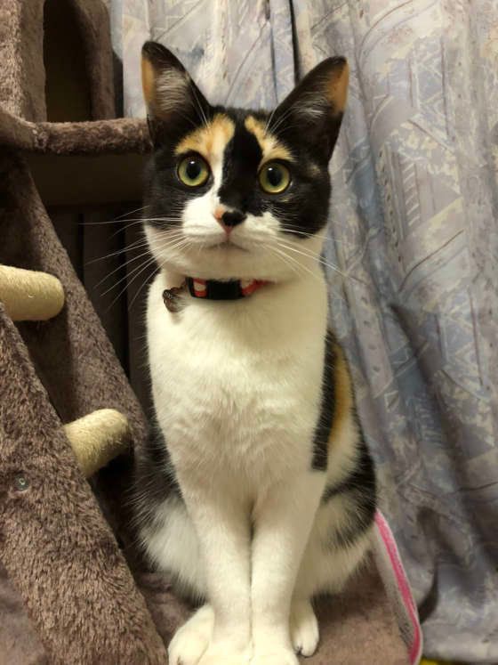 ミケのあるちゃん