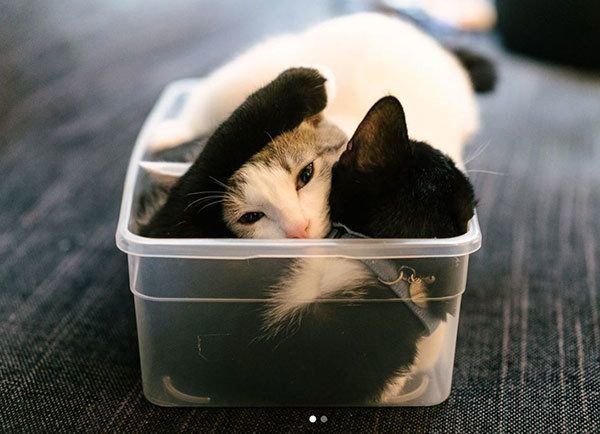 元保護猫・ナナちゃんとハチくん