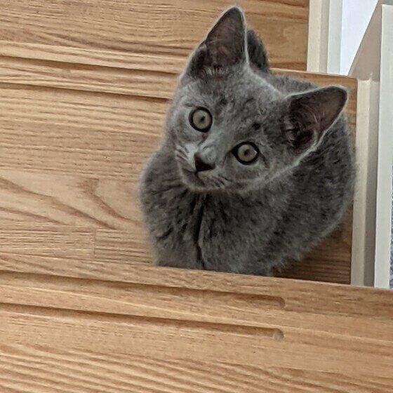 見つめるロシアンブルー