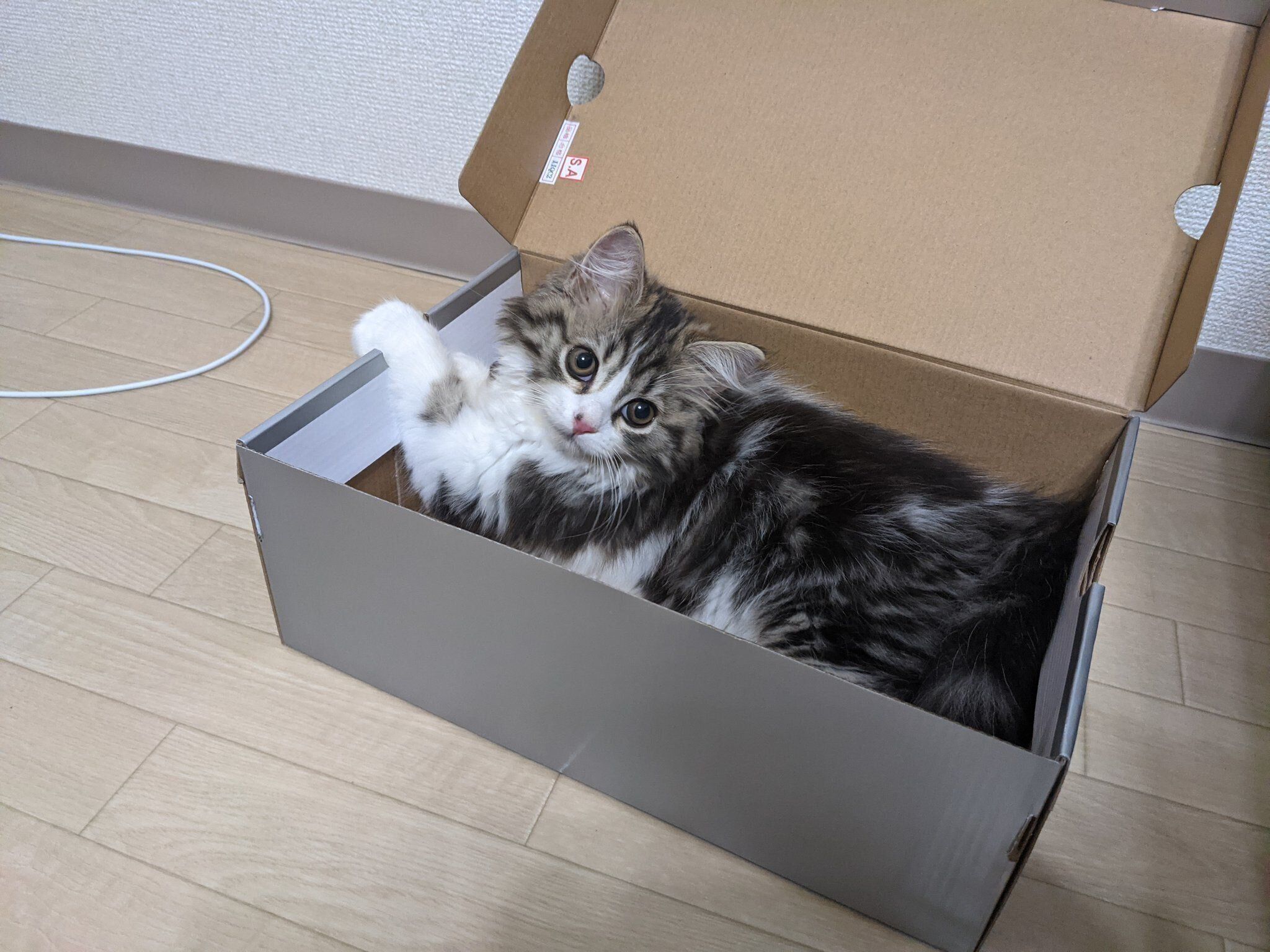 シューズ箱で落ち着くまる。くん（スコティッシュフォールド、オス）