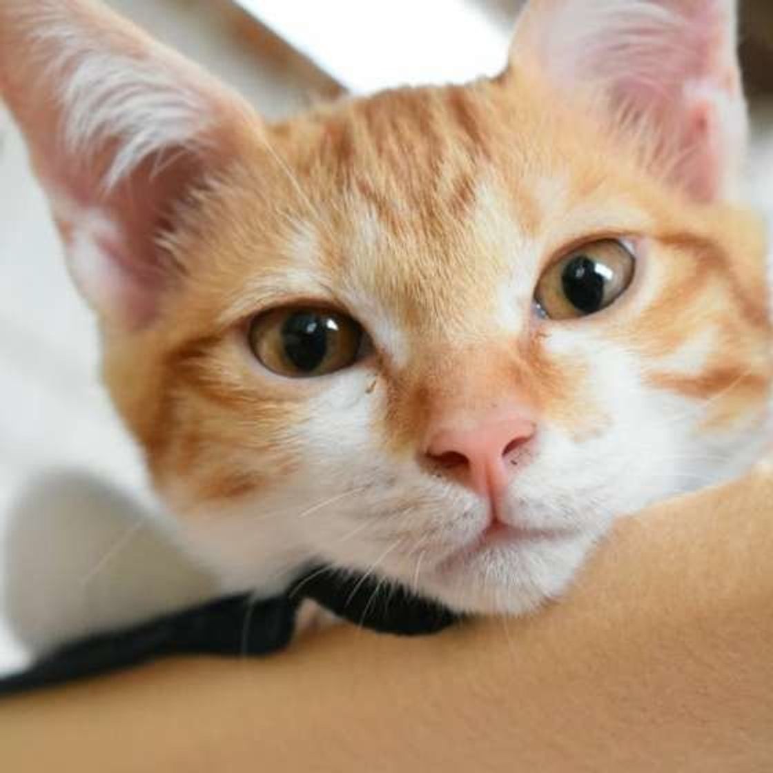 聞こえない猫の鳴き声 サイレントニャー って知ってる ねこのきもちweb Magazine 聞こえない猫の鳴き声 サイレントニャー って知ってる ねこのきもちweb Magazine