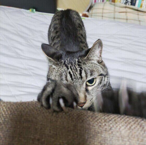 座椅子で爪をとぐ猫