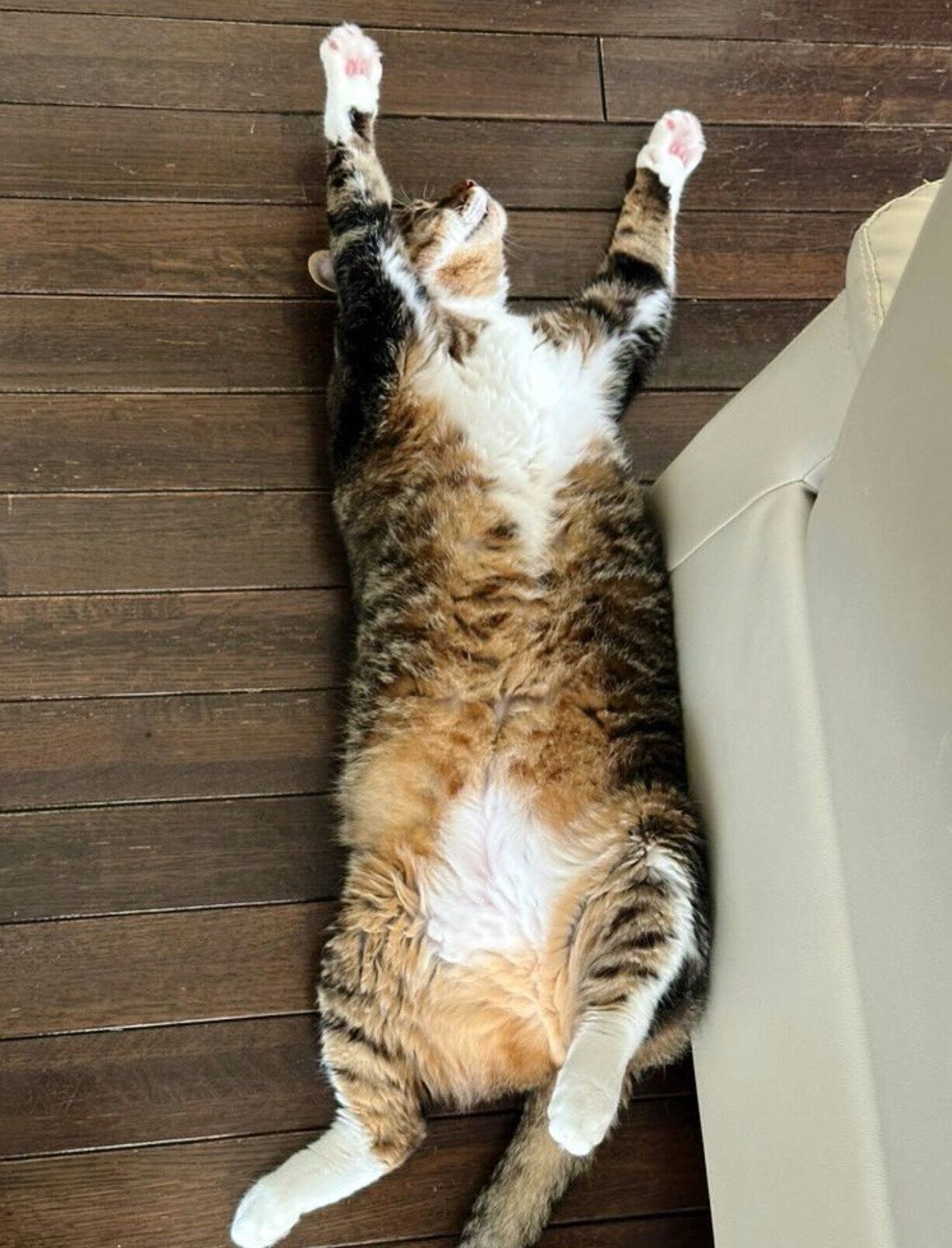 ヘソ天するよもぎくん