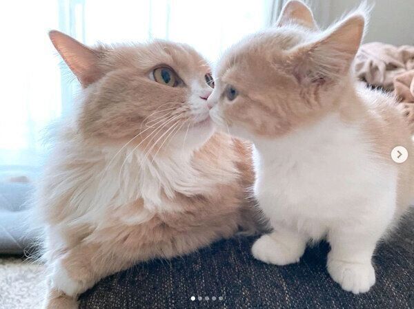 顔を近づけるみりんちゃん、ぽんずちゃん