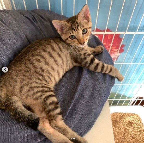 くつろぐコルちゃん