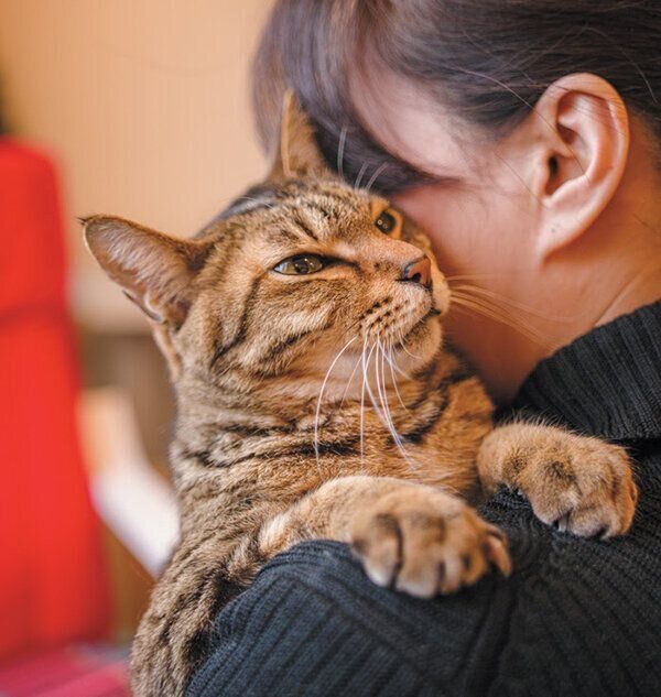 抱っこされる猫