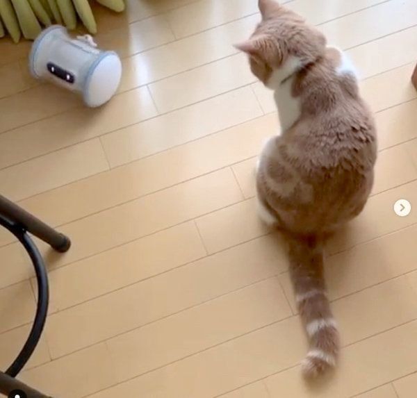 VARRAMに興味を示すスコティッシュフォールド