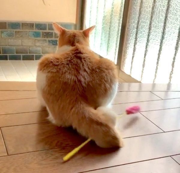 セルフ猫じゃらしをする猫