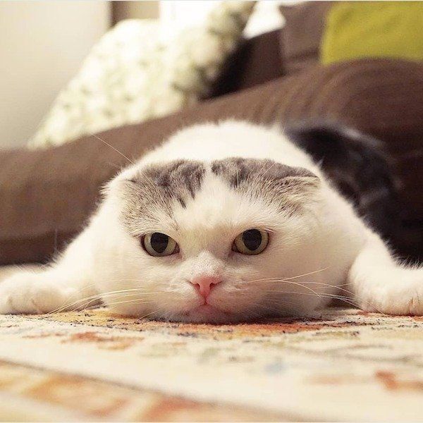 ぐでっとするスコティッシュフォールド