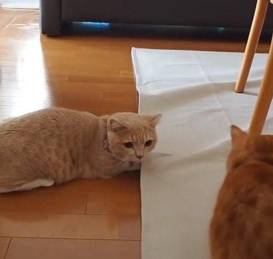 室内で遊ぶマンチカン