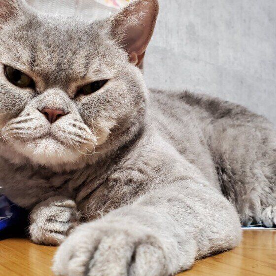 くつろぐセルカークレックス