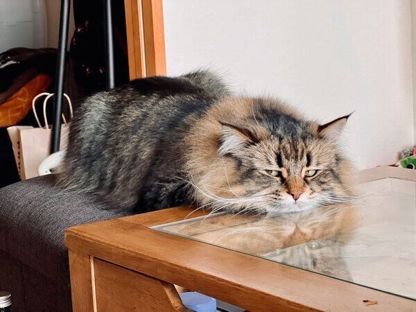 机の上に乗りたいヤマネコくん