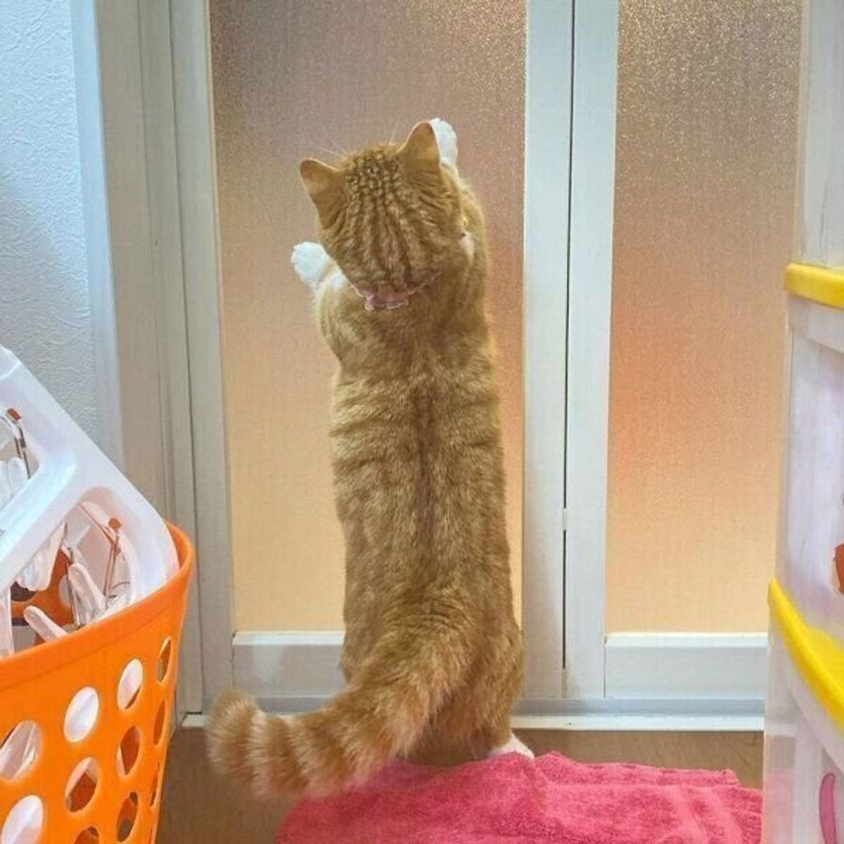 可愛すぎる妨害 にキュン お風呂場で大好きなママを待つ猫の姿が愛らしい ねこのきもちweb Magazine 可愛すぎる妨害 にキュン お風呂場で大好きなママを待つ猫の姿が愛らしい ねこのきもちweb Magazine