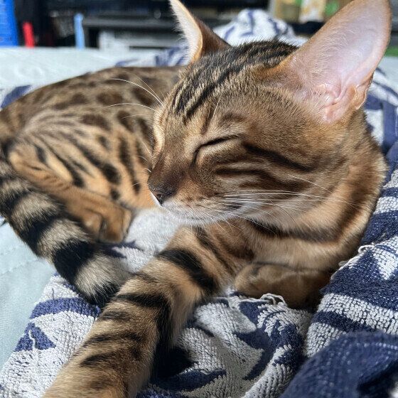 飼い主さんと添い寝するベンガル