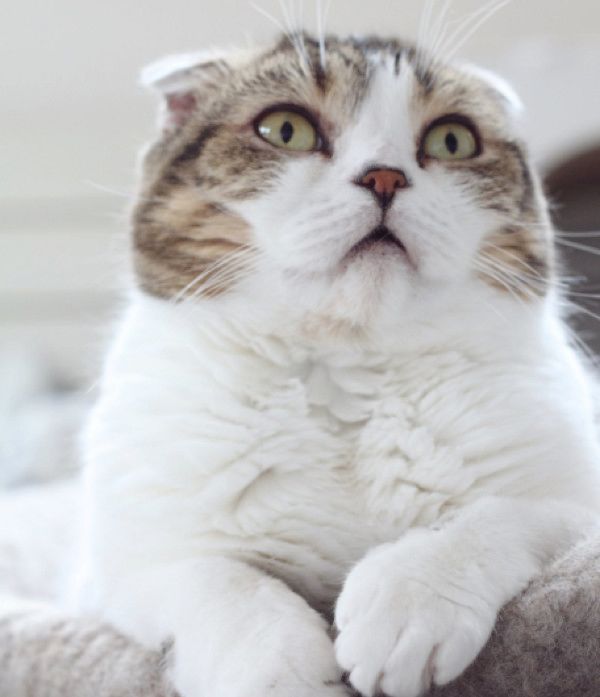 二度寝しちゃう猫