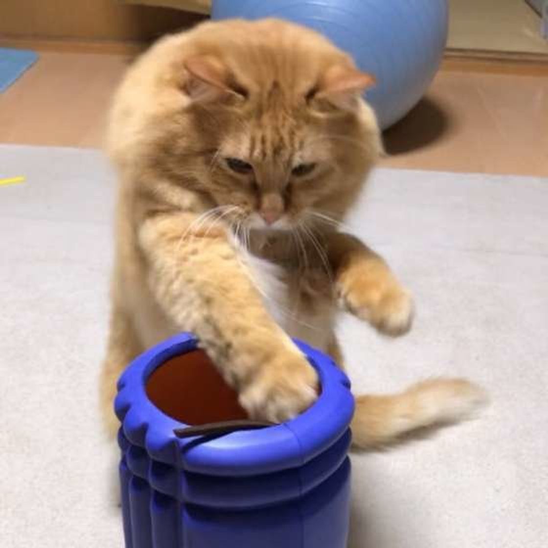 マンネリ解消へ 猫がときめいちゃう おうち遊び のひと工夫 ねこのきもちweb Magazine マンネリ解消へ 猫がときめいちゃう おうち遊び のひと工夫 ねこのきもちweb Magazine